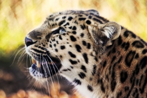 Leopard 1080p973043239